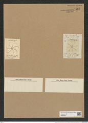 Chaetoceros varians (Lauder) (de-Toni-Nr.: Genus 149, Species 4150) Zeichnungen Sammlung Grunow Nr. 7707 (NHMW-BOT-W0376913)
